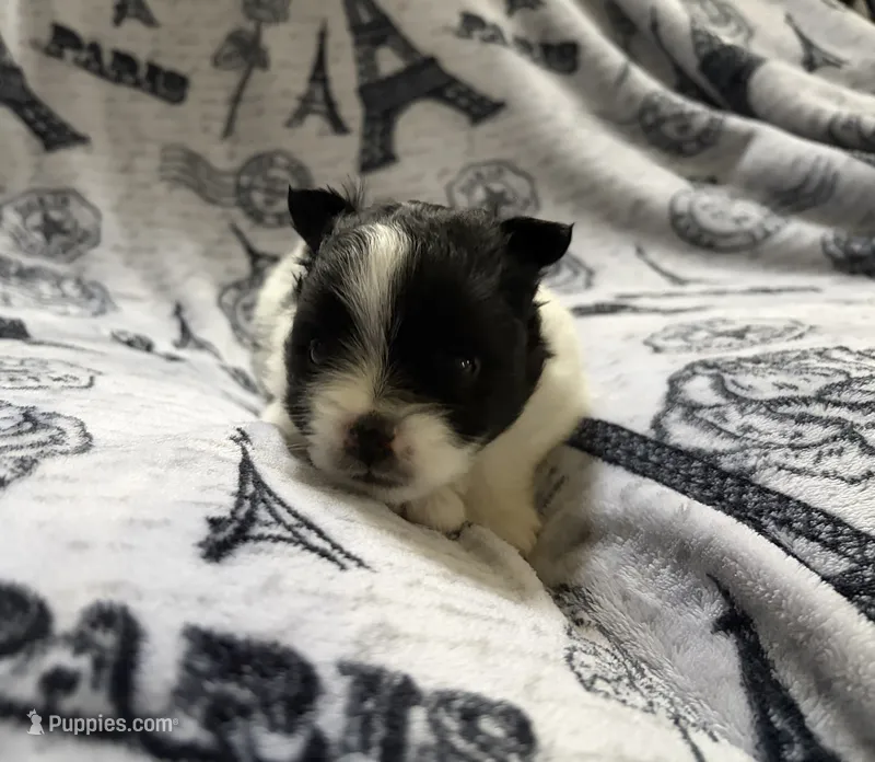 Lana  – Pomeranian puppy for sale in St. Louis, MO