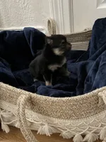 Lasting , a male Pomeranian for sale in St. Louis, MO – 8 of 10
