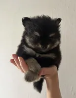 Lasting , a male Pomeranian for sale in St. Louis, MO – 2 of 10