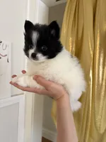 Lana , a female Pomeranian for sale in St. Louis, MO – 3 of 10