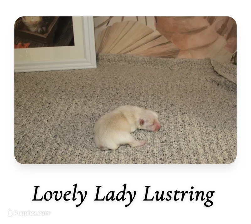 Lustring  – Pomeranian puppy for sale in St. Louis, MO