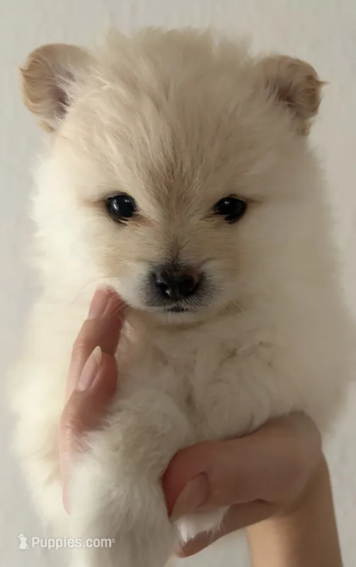 Lurex – Pomeranian puppy for sale in St. Louis, MO