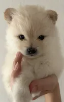 Lurex, a male Pomeranian for sale in St. Louis, MO – 1 of 10