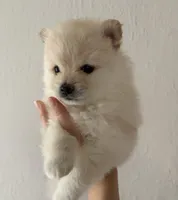 Lurex, a male Pomeranian for sale in St. Louis, MO – 3 of 10