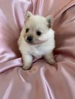 Satin , a female Pomeranian for sale in St. Louis, MO – Photo 6 of 10