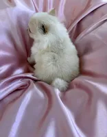 Satin , a female Pomeranian for sale in St. Louis, MO – Photo 9 of 10