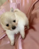 Satin , a female Pomeranian for sale in St. Louis, MO – Photo 3 of 10