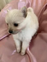 Satin , a female Pomeranian for sale in St. Louis, MO – Photo 2 of 10