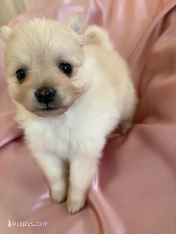 Satin , a female Pomeranian for sale in St. Louis, MO – Photo 1 of 10