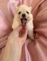 Satin , a female Pomeranian for sale in St. Louis, MO – Photo 4 of 10