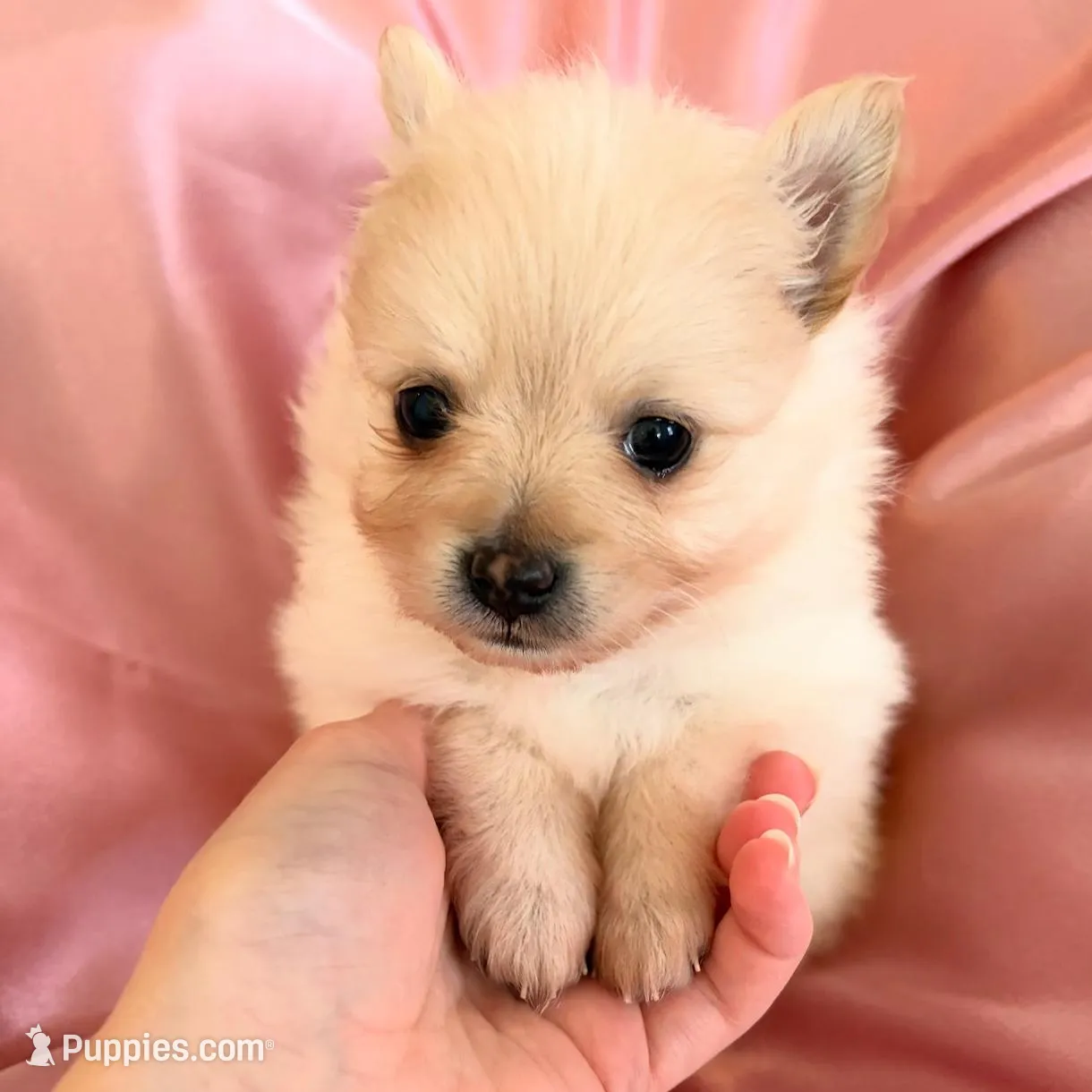 Satin , a female Pomeranian for sale in St. Louis, MO – Photo 8 of 10