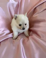 Satin , a female Pomeranian for sale in St. Louis, MO – Photo 7 of 10