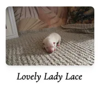Lace, a female Pomeranian for sale in St. Louis, MO – 1 of 1