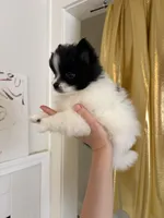 Lana , a female Pomeranian for sale in St. Louis, MO – 2 of 10