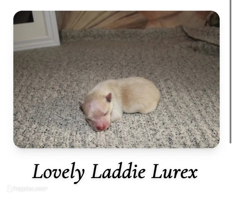 Lurex – Pomeranian puppy for sale in St. Louis, MO
