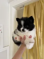 Lana , a female Pomeranian for sale in St. Louis, MO – 1 of 10