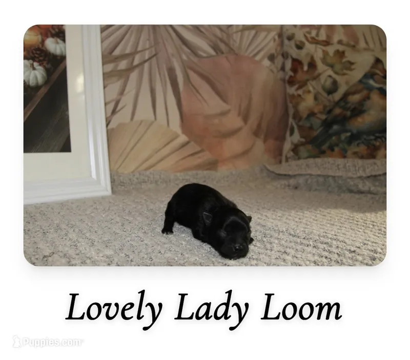 Loom – Pomeranian puppy for sale in St. Louis, MO