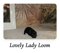 Loom, a female Pomeranian for sale in St. Louis, MO – 1 of 1