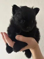 Loom, a female Pomeranian for sale in St. Louis, MO – 2 of 10