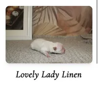 Linen , a female Pomeranian for sale in St. Louis, MO – 1 of 1