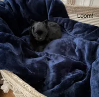 Loom, a female Pomeranian for sale in St. Louis, MO – 8 of 10