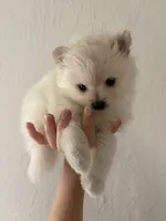 Lace, a female Pomeranian for sale in St. Louis, MO – 3 of 10