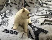 Linen , a female Pomeranian for sale in St. Louis, MO – 6 of 10