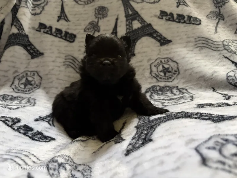 Loom – Pomeranian puppy for sale in St. Louis, MO