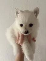 Linen , a female Pomeranian for sale in St. Louis, MO – 3 of 10