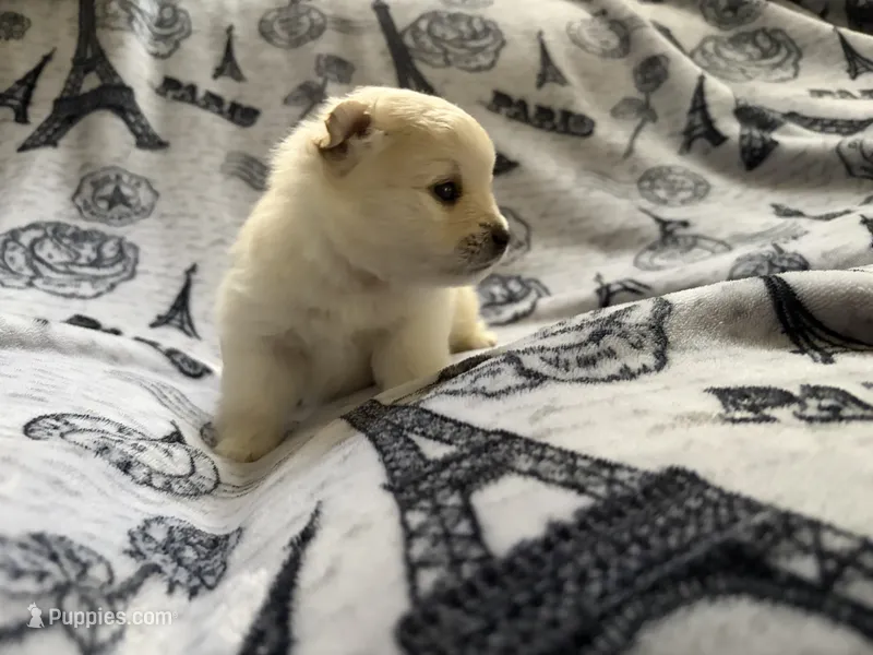 Lurex – Pomeranian puppy for sale in St. Louis, MO