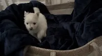 Linen , a female Pomeranian for sale in St. Louis, MO – 7 of 10