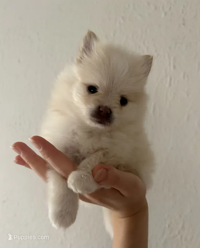 Lustring  – Pomeranian puppy for sale in St. Louis, MO