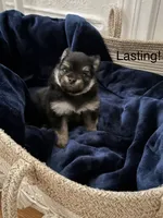 Lasting , a male Pomeranian for sale in St. Louis, MO – 9 of 10