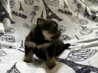 Lasting , a male Pomeranian for sale in St. Louis, MO – 5 of 10