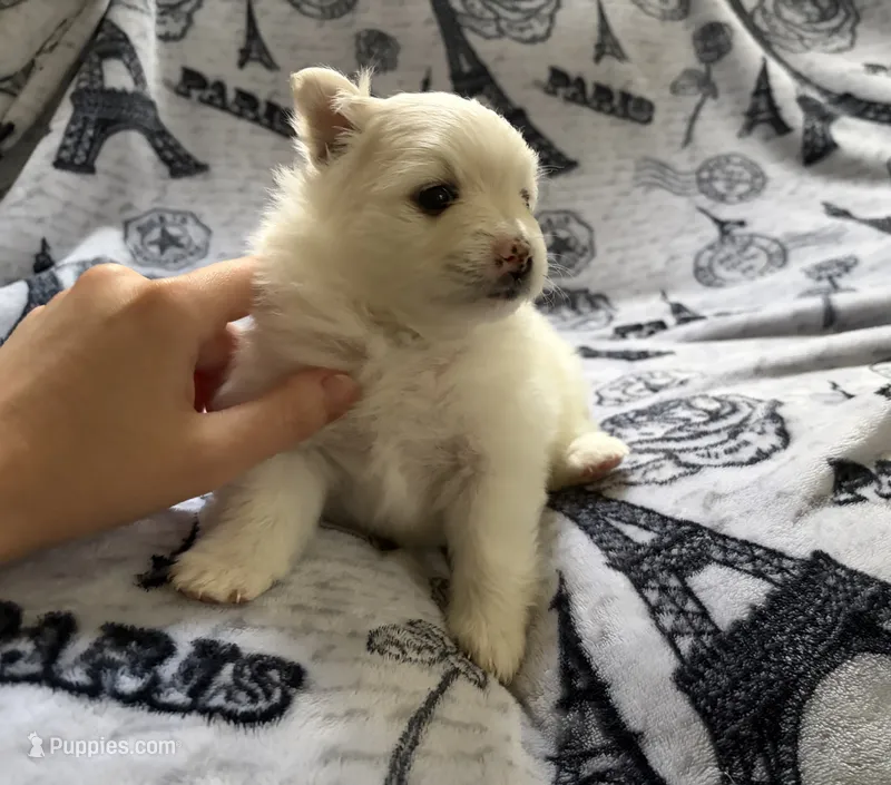 Linen  – Pomeranian puppy for sale in St. Louis, MO