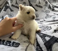 Linen , a female Pomeranian for sale in St. Louis, MO – 5 of 10