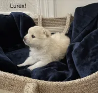 Lurex, a male Pomeranian for sale in St. Louis, MO – 6 of 10