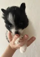 Lana , a female Pomeranian for sale in St. Louis, MO – 5 of 10