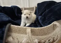 Lurex, a male Pomeranian for sale in St. Louis, MO – 7 of 10