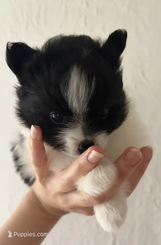 Lana  – Pomeranian puppy for sale in St. Louis, MO