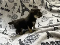 Lasting , a male Pomeranian for sale in St. Louis, MO – 7 of 10