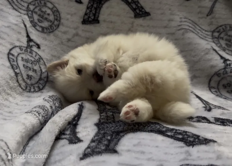 Lustring  – Pomeranian puppy for sale in St. Louis, MO