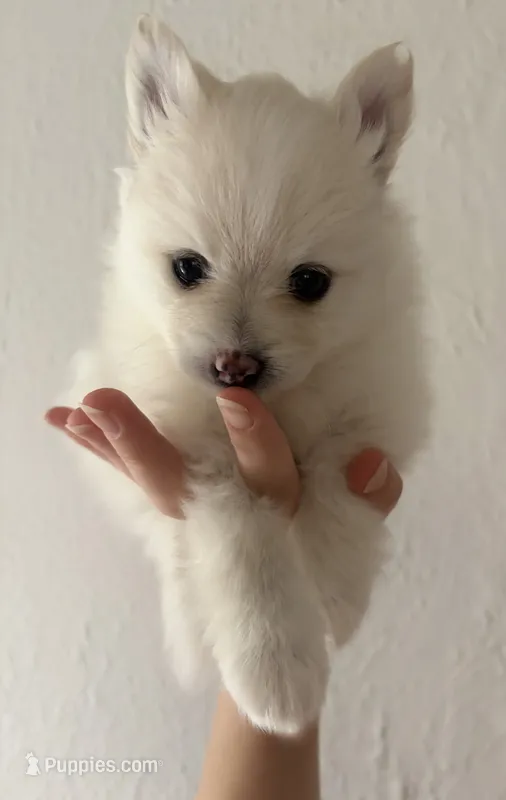 Linen  – Pomeranian puppy for sale in St. Louis, MO