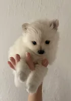 Lace, a female Pomeranian for sale in St. Louis, MO – 1 of 10