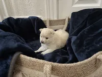 Lurex, a male Pomeranian for sale in St. Louis, MO – 9 of 10