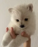Lace, a female Pomeranian for sale in St. Louis, MO – 2 of 10