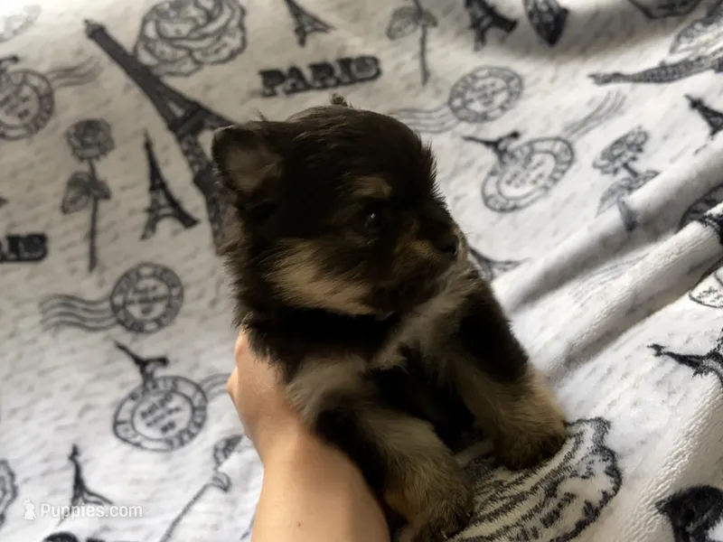 Lasting  – Pomeranian puppy for sale in St. Louis, MO