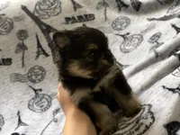 Lasting , a male Pomeranian for sale in St. Louis, MO – 4 of 10