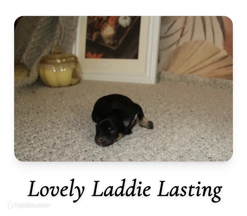 Lasting  – Pomeranian puppy for sale in St. Louis, MO