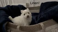 Linen , a female Pomeranian for sale in St. Louis, MO – 8 of 10